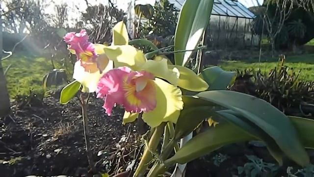 Four Cattleyas in Bloom - Blc Chia Lin 'New City', Blc Young Kong 'Sun', Lc Blossom Bounty & noid смотреть онлайн