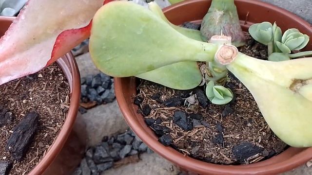 FIZ REPLANTES E DECAPITAÇOES #Cantinhodoscactosesuculentas смотреть онлайн