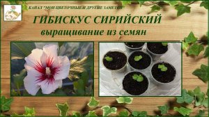 Гибискус сирийский, выращивание из семян - это просто