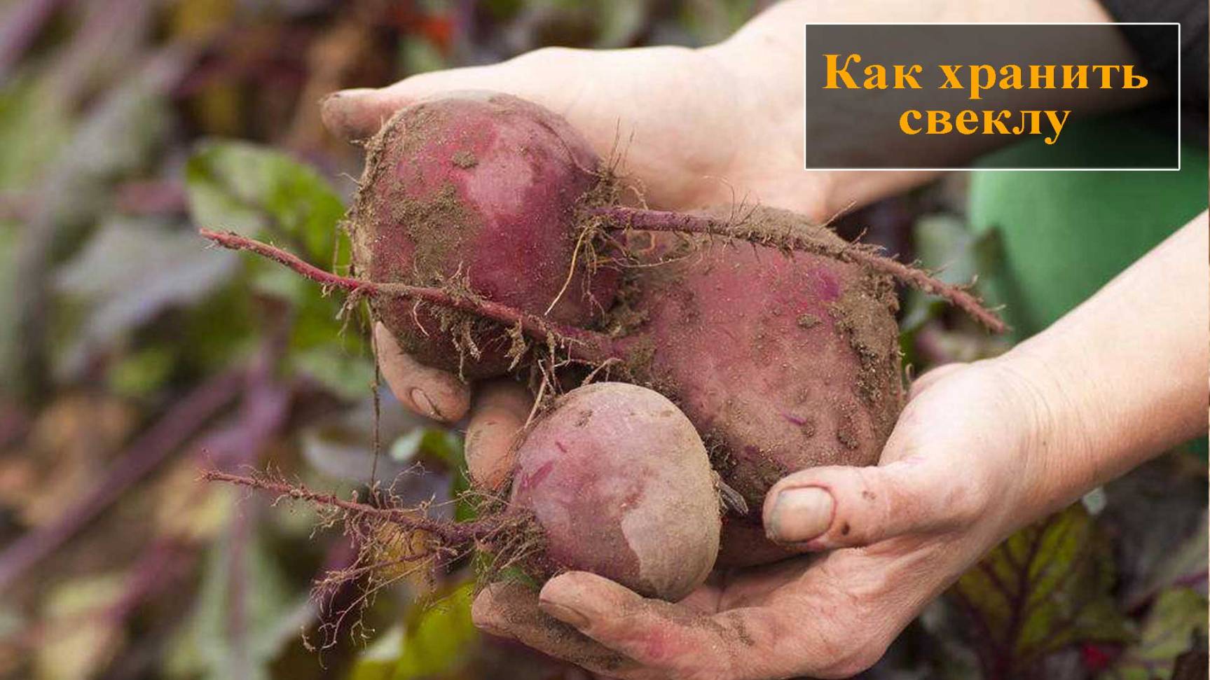 Как хранить свеклу смотреть онлайн