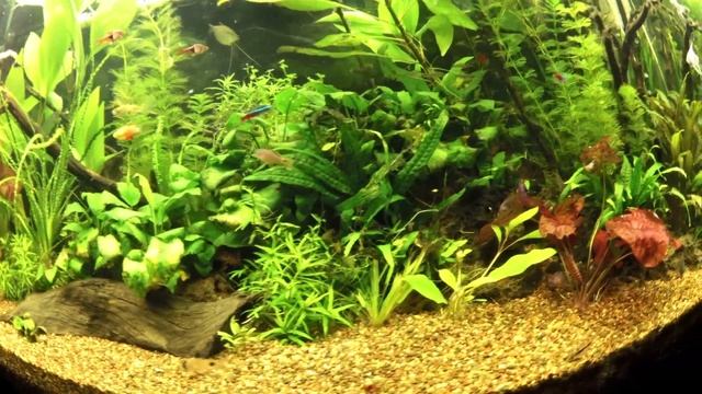 90g Planted Tank смотреть онлайн