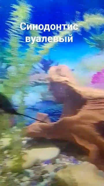 Aquarium