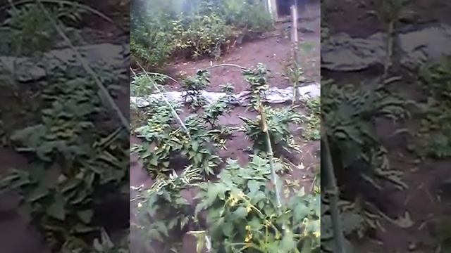 Видео 20. Немного про томаты смотреть онлайн