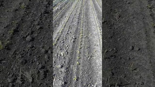 Культивация по свекле смотреть онлайн