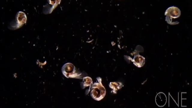 Potato Chips of the Sea смотреть онлайн