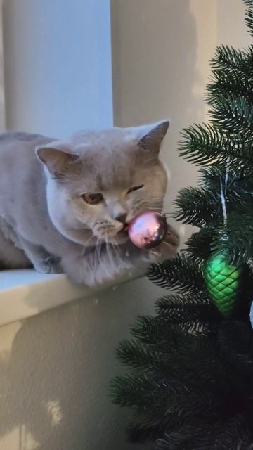 Пора убирать ёлочку от 🐈 пока он её сам не разобрал #урал #екатеринбург #котик #том #кот_том #cat