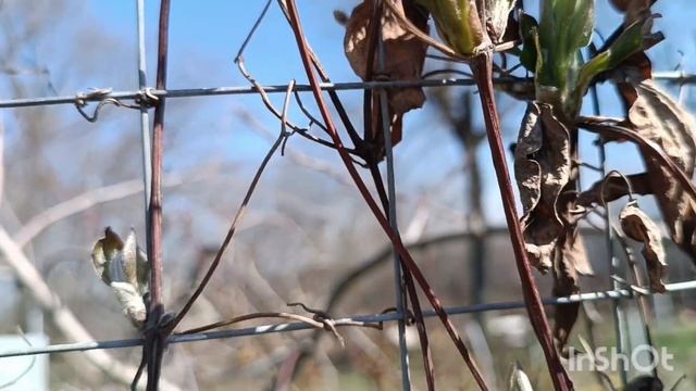Как выглядит сад в начале весны 🌸🌸🌸 смотреть онлайн