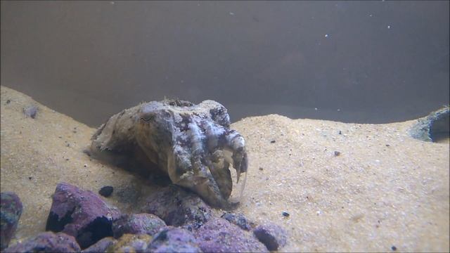 Cuttlefish stalking its prey смотреть онлайн