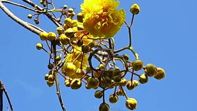 Buttercups смотреть онлайн