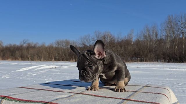 Французский бульдог смотреть онлайн