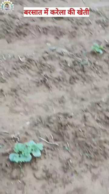 बरसाती करेला खेती की जानकारी // प्राची करेला हाइब्रिड किस्म смотреть онлайн