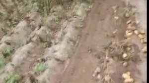 Уралец 2204 с картофелекопалкой Wirax🚜🐈