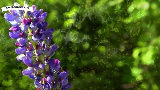 МОЛИТВА, ЧИТАЮТ МОНАХИ смотреть онлайн