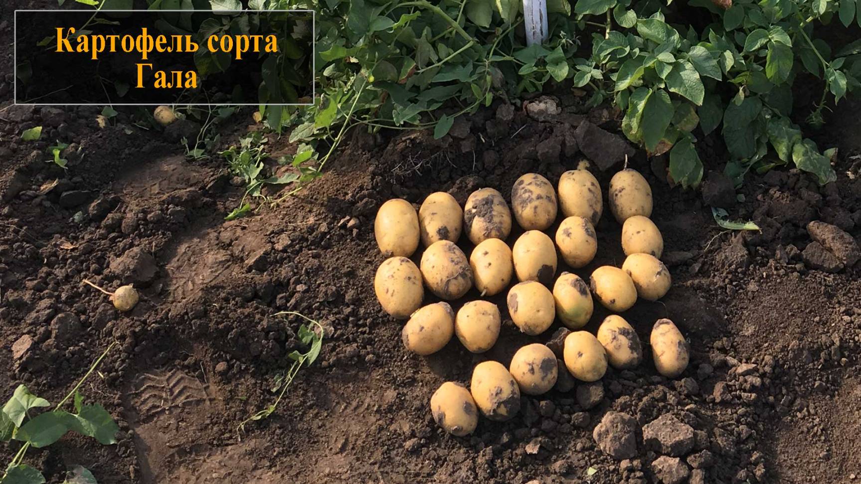 Картофель сорта Гала смотреть онлайн