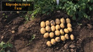 Картофель сорта Гала