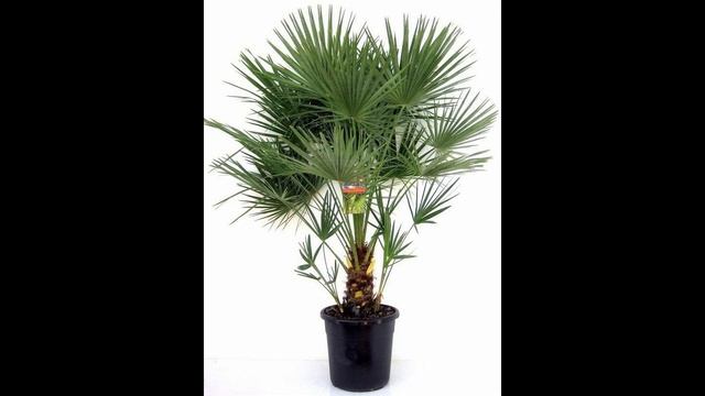 14 видів кімнатних пальм і як за ними доглядати