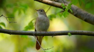 Роман Война и мир по соловьины. Том 1. Читает Пьер