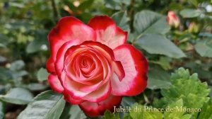 Сад роз в Норвегии