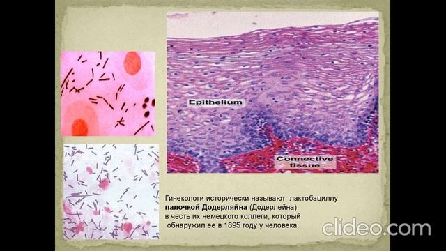 Палочки Дедерляйна смотреть онлайн
