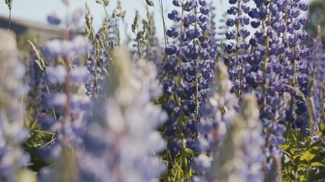 11 plantas repelentes de pragas que deve ter na sua horta смотреть онлайн