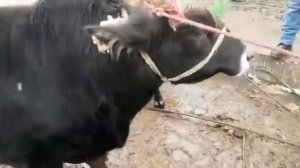 Таджикистан Шаартуз мол Бозор