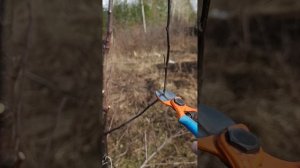 ОБРЕЗКА ЯБЛОНИ ВЕСНОЙ