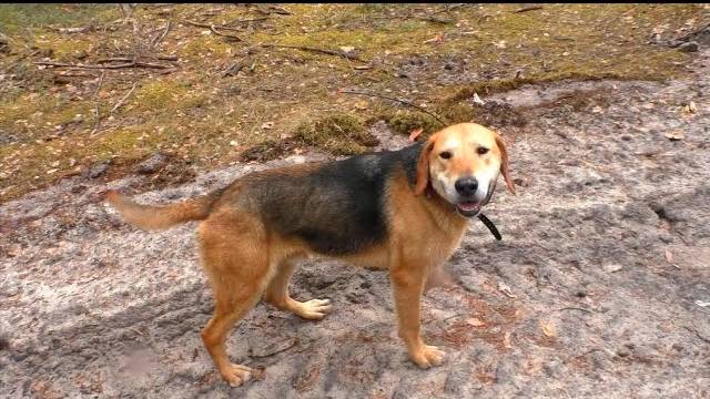 Нагонка по зайцу - пёстрая тропа .Русская гончая Аргон вл. Шатров В.А.#охотасгончей#топ #hunting смотреть онлайн