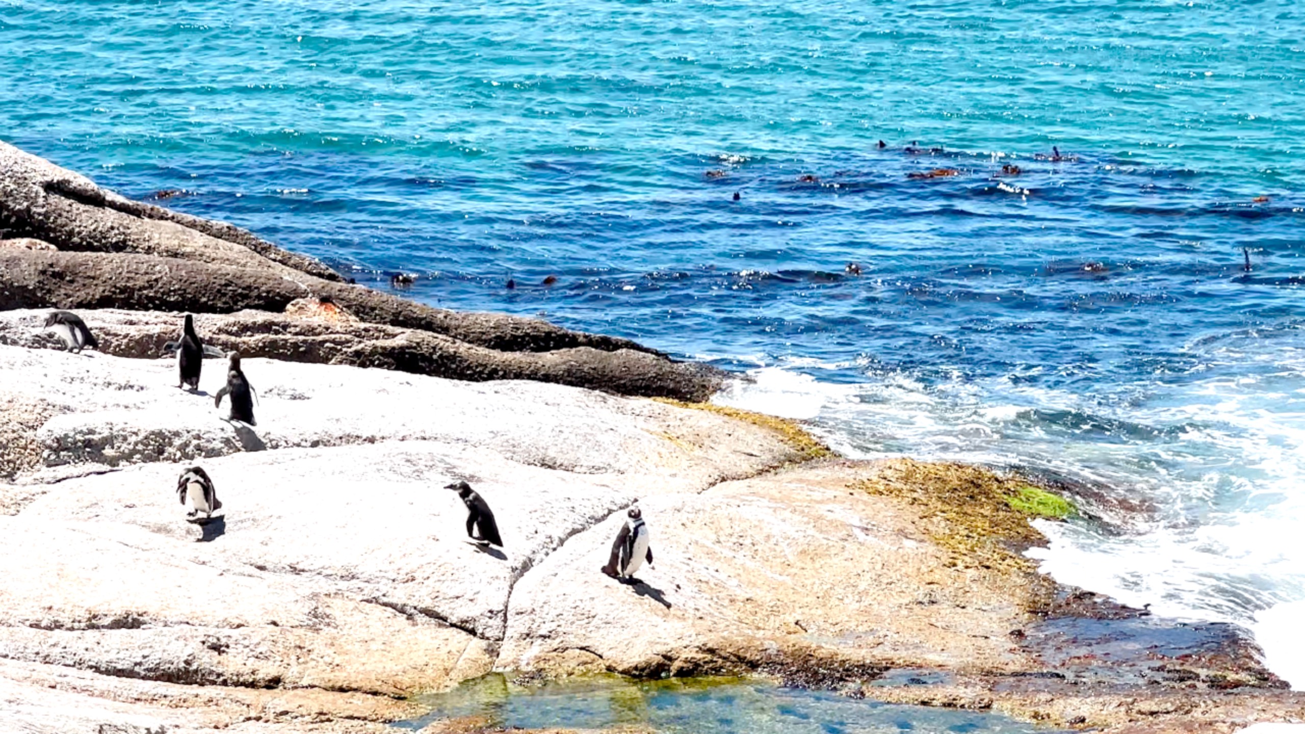 Пляж Link Beach / Пингвины в ЮАР смотреть онлайн