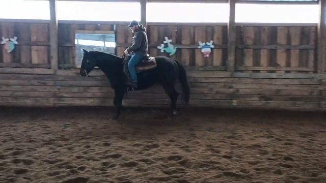 Patton, 16 year old trail horse(gelding) - indoor arena basic work & transitions смотреть онлайн
