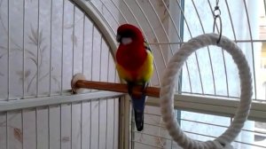 Попугай розелла