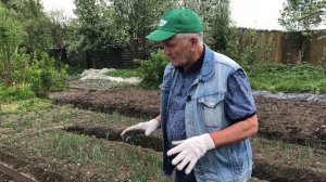 С чем сажать картофель для шикарного урожая.