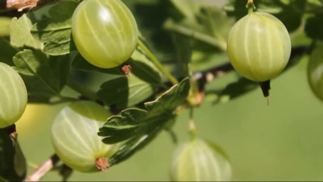 ✅ Подкорми крыжовник ЭТИМ - как ухаживать и подкармливать крыжовник смотреть онлайн