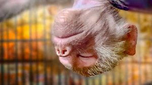 ВЕЛИКАЯ АКТРИСА или как Люська просилась выйти из вольера