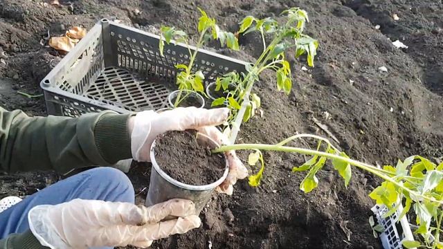 Помидоры на открытом грунте. Часть 2. Пикировка