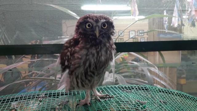 Домовый сыч Соломон смотреть онлайн