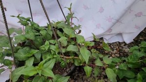 фуксия, когда нужно начинать прищипывать макушки.