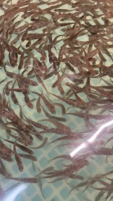 Малек Форели