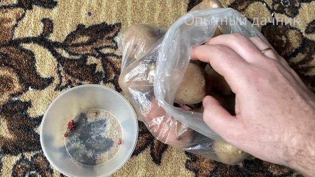 За НЕДЕЛЮ у Томатов Стебель станет Жирный и Крепкий! Опрыскиваю Рассаду Вот Таким Раствором! смотреть онлайн