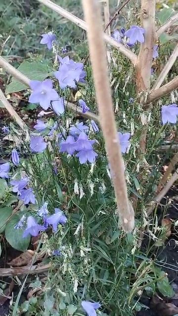 цветы 2.mp4 смотреть онлайн