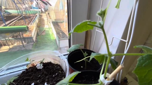 Рассада томатов вытягивается! Крутит листья на рассаде томатов! Подкормка эустом смотреть онлайн