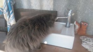 Кот пушок пьёт воду  1 сезон 1 серия