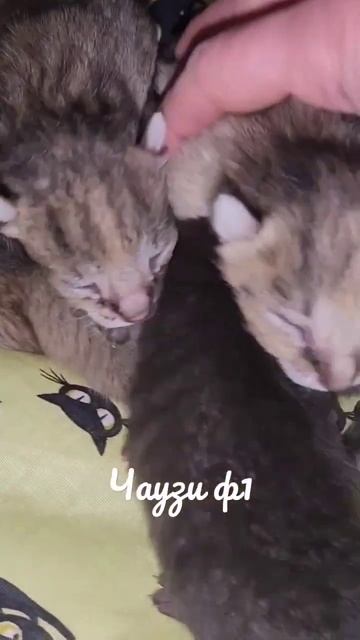 Родились котятки чаузи ф1 #рысь #чаузи #москва #чаузиф1 #chausie #котопес #камыш #тула