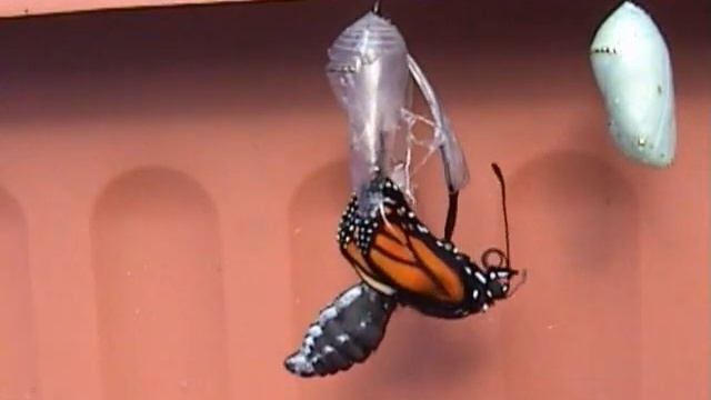 Monarch Butterfly emerges смотреть онлайн