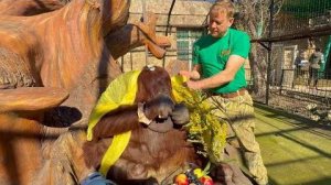 Невозможно НЕ СМЕЯТЬСЯ! Олег Зубков поздравляет орангутана Дану с Юбилеем и 8 Марта!