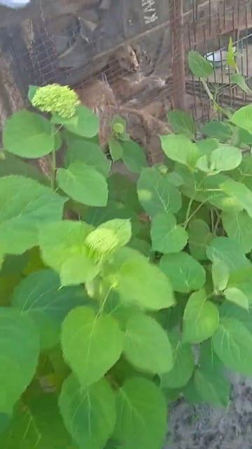 гортензия древовидная Анабель 01.07.22 смотреть онлайн