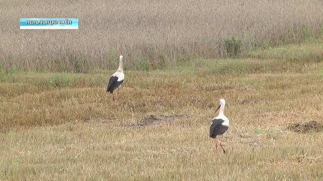 Губернатор в Лельчицком районе смотреть онлайн