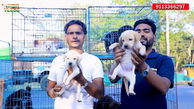 Ranchi dog market | Persian Cat baby in Ranchi | cheapest cat & Dog market in ranchi | india vlogs смотреть онлайн