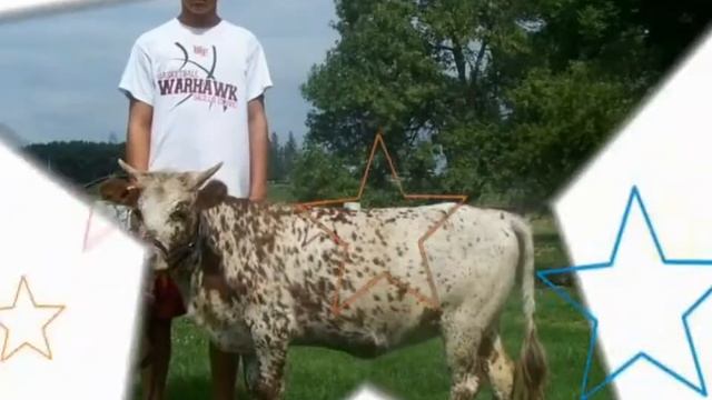 Small size Cow / Mini cow / small size jarsey cow / small jarsey cow / farm ala jatt / dr.mallan смотреть онлайн