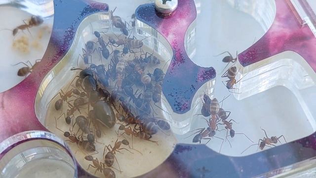 Camponotus Cecconi (Cyprus) 14.04.2022