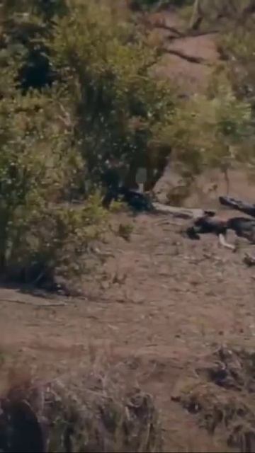 hyena chasing jaguar #shorts смотреть онлайн
